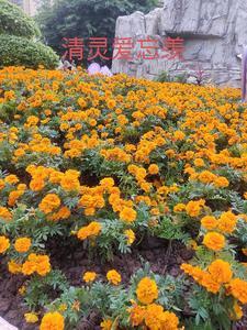清灵爱忘羡温若寒是魏无羡的舅舅 清灵爱忘羡温若寒是魏无羡的舅舅